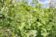 Thumbnail IMG_2460.JPG 