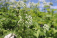 Thumbnail IMG_2461.JPG 