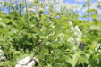 Thumbnail IMG_2462.JPG 