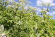 Thumbnail IMG_2463.JPG 