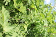 Thumbnail IMG_2464.JPG 