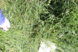 Thumbnail IMG_2466.JPG 