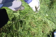 Thumbnail IMG_2467.JPG 