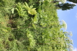 Thumbnail IMG_2469.JPG 