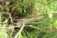 Thumbnail IMG_2470.JPG 