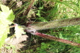 Thumbnail IMG_2471.JPG 
