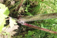 Thumbnail IMG_2472.JPG 