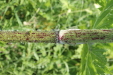 Thumbnail IMG_2473.JPG 