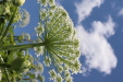 Thumbnail IMG_2474.JPG 