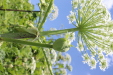 Thumbnail IMG_2475.JPG 