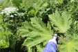 Thumbnail IMG_2476.JPG 