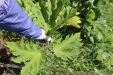 Thumbnail IMG_2477.JPG 