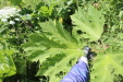Thumbnail IMG_2478.JPG 