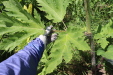 Thumbnail IMG_2479.JPG 