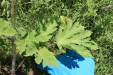 Thumbnail IMG_2480.JPG 