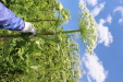 Thumbnail IMG_2481.JPG 