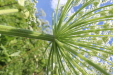 Thumbnail IMG_2482.JPG 