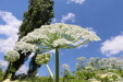 Thumbnail IMG_2483.JPG 
