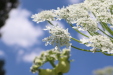 Thumbnail IMG_2484.JPG 