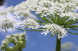 Thumbnail IMG_2486.JPG 