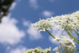 Thumbnail IMG_2488.JPG 