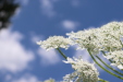 Thumbnail IMG_2489.JPG 