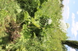Thumbnail IMG_2491.JPG 