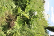 Thumbnail IMG_2492.JPG 