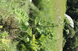 Thumbnail IMG_2493.JPG 