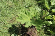 Thumbnail IMG_2494.JPG 