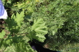 Thumbnail IMG_2495.JPG 