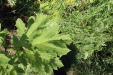 Thumbnail IMG_2496.JPG 