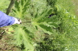 Thumbnail IMG_2497.JPG 