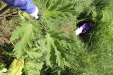 Thumbnail IMG_2498.JPG 