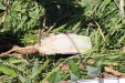 Thumbnail IMG_2499.JPG 