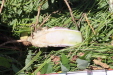 Thumbnail IMG_2500.JPG 