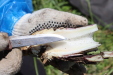 Thumbnail IMG_2501.JPG 