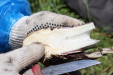 Thumbnail IMG_2502.JPG 