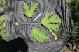 Thumbnail IMG_2504.JPG 