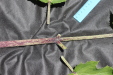 Thumbnail IMG_2505.JPG 