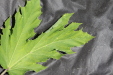 Thumbnail IMG_2506.JPG 