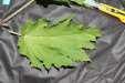 Thumbnail IMG_2507.JPG 