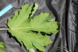 Thumbnail IMG_2508.JPG 