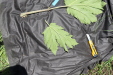 Thumbnail IMG_2510.JPG 