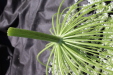 Thumbnail IMG_2515.JPG 
