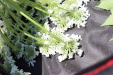 Thumbnail IMG_2516.JPG 