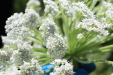 Thumbnail IMG_2517.JPG 
