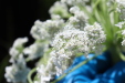 Thumbnail IMG_2518.JPG 
