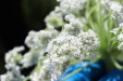Thumbnail IMG_2519.JPG 