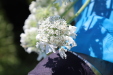 Thumbnail IMG_2520.JPG 